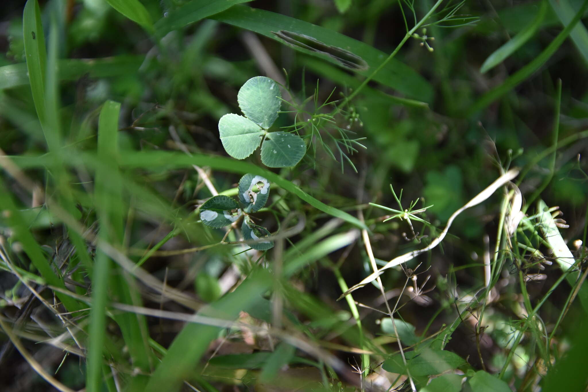 صورة Porphyrosela minuta Clarke 1953