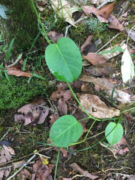 Image of <i>Vincetoxicum polyanthum</i>