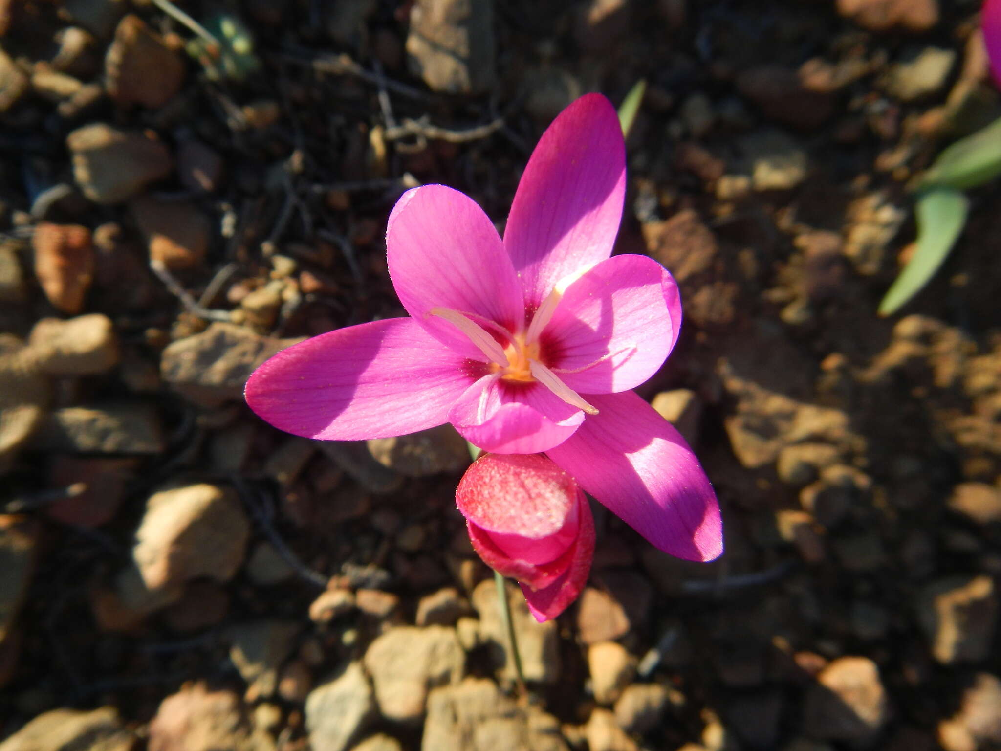 Image of Hesperantha humilis Baker