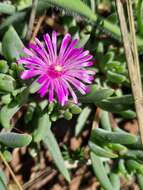 Image of Delosperma pilosulum L & Bolus