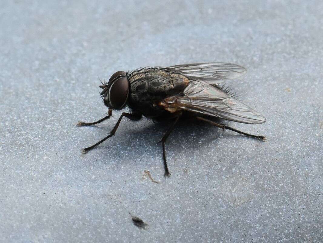 Image of False stable fly