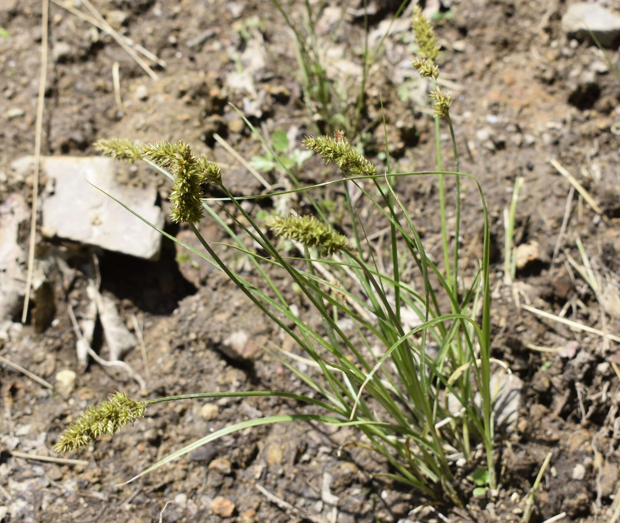 Image of Carex laevissima Nakai