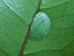 Image of Ctenochiton paraviridis Henderson & Hodgson