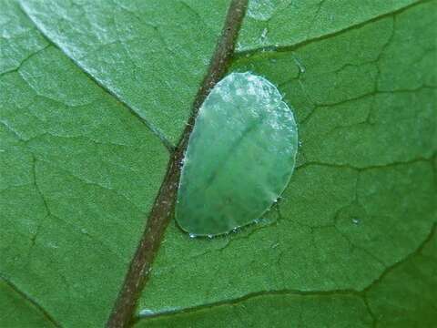 Image of Ctenochiton paraviridis Henderson & Hodgson