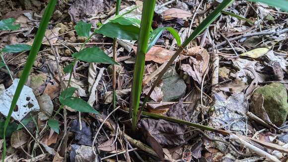 Imagem de Scleria terrestris (L.) Fassett