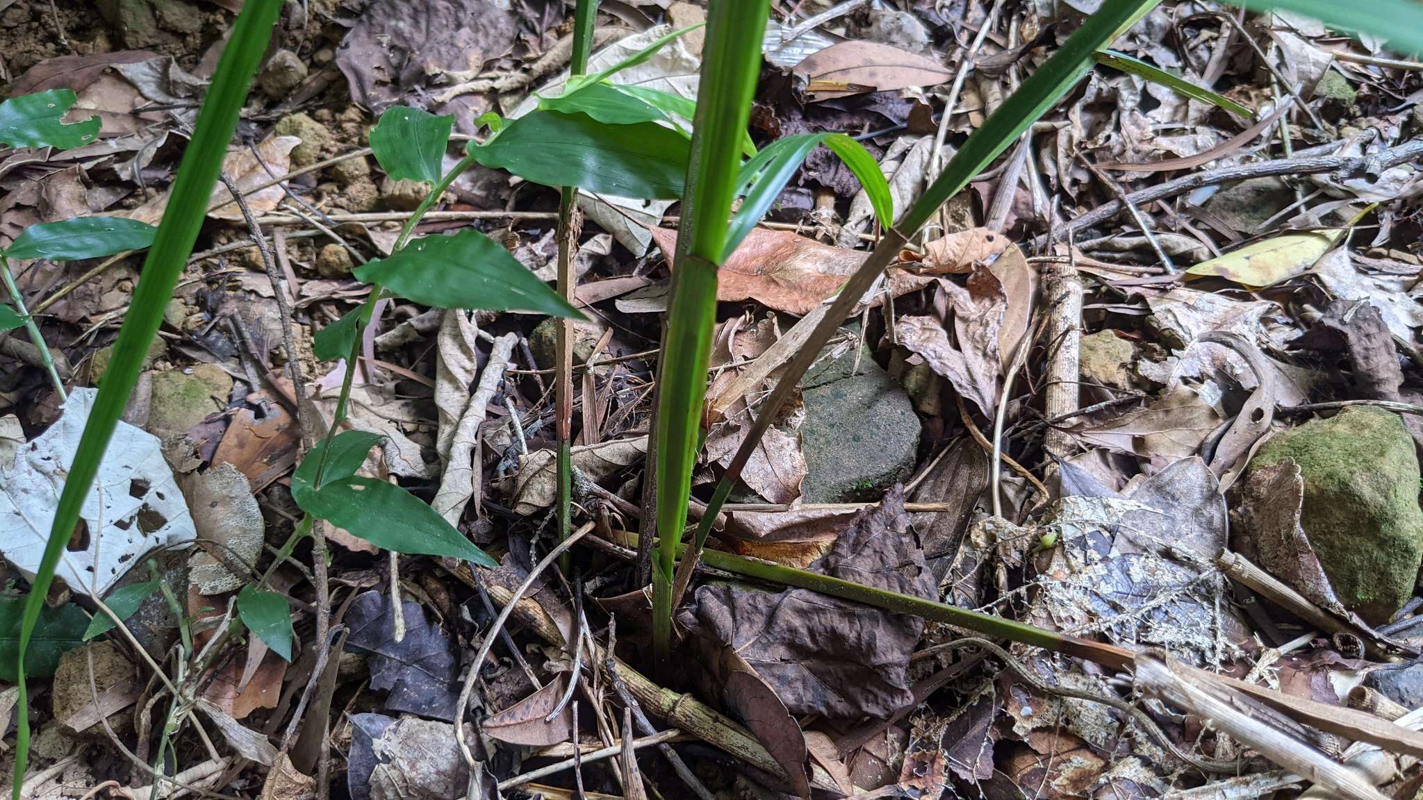 Image of Scleria terrestris (L.) Fassett