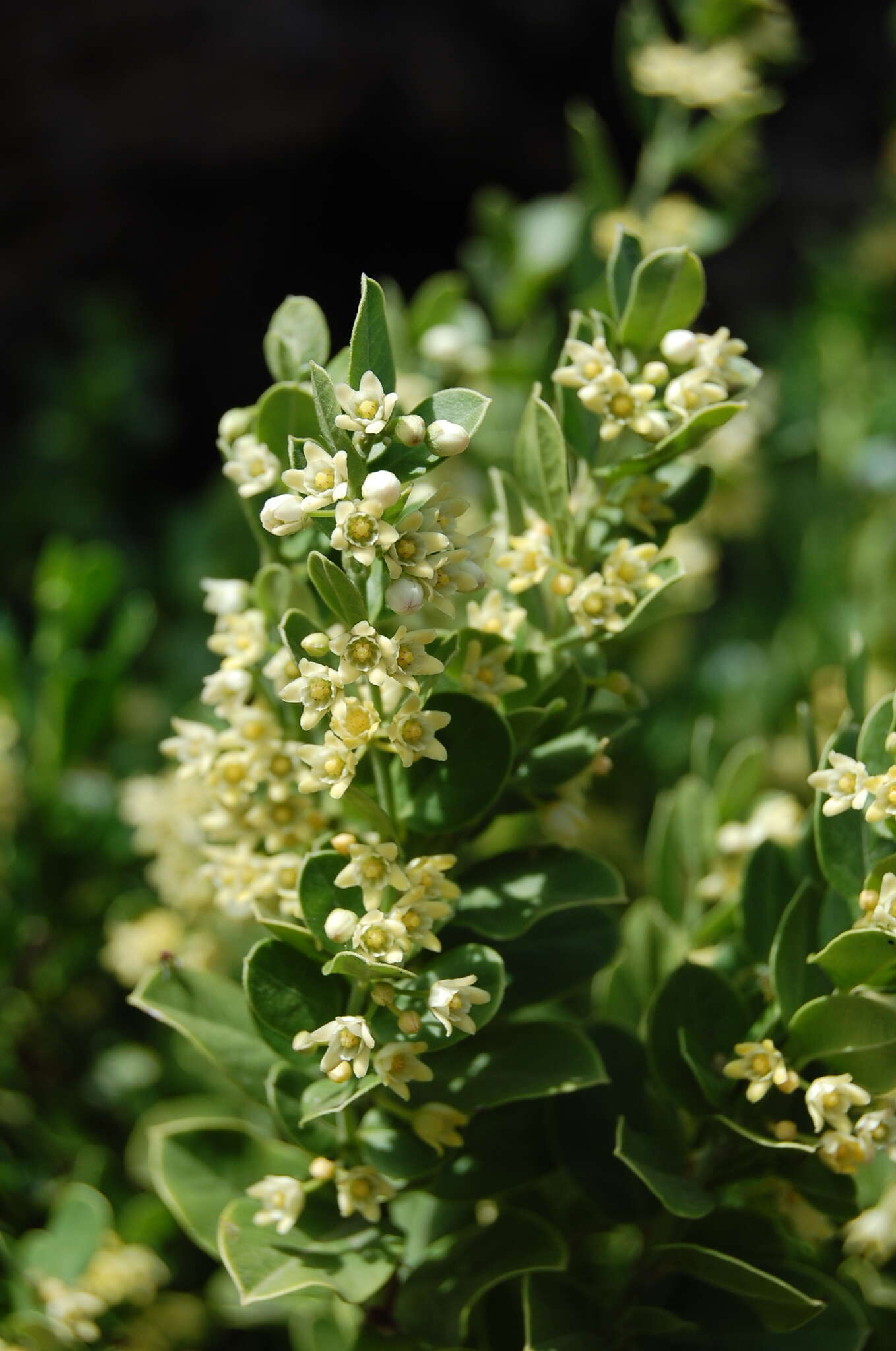 Image of Diplolepis nummulariifolia (Hook. & Arn.) Liede & Rapini