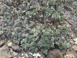 صورة Heliotropium anomalum var. argenteum Gray