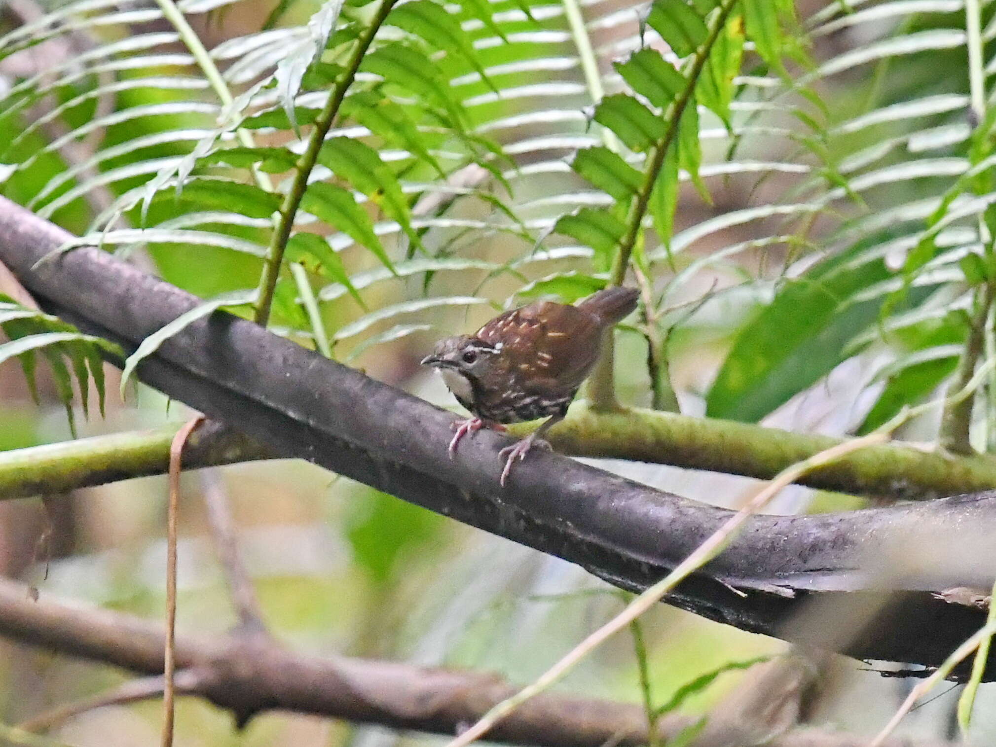 Plancia ëd Ptilocichla mindanensis (Blasius & W 1890)