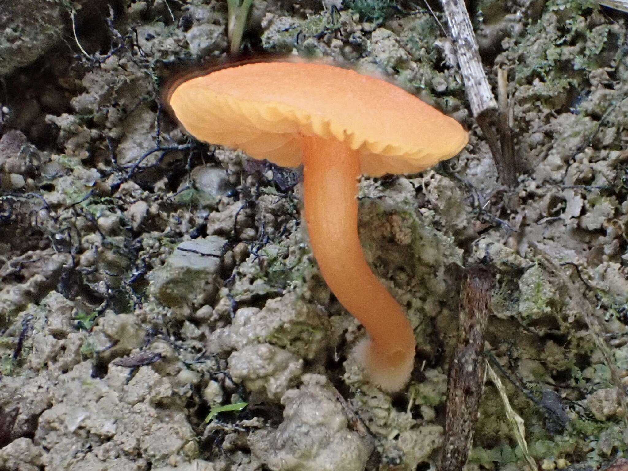 Plancia ëd Hygrocybe suzukaensis (Hongo) Hongo 1982