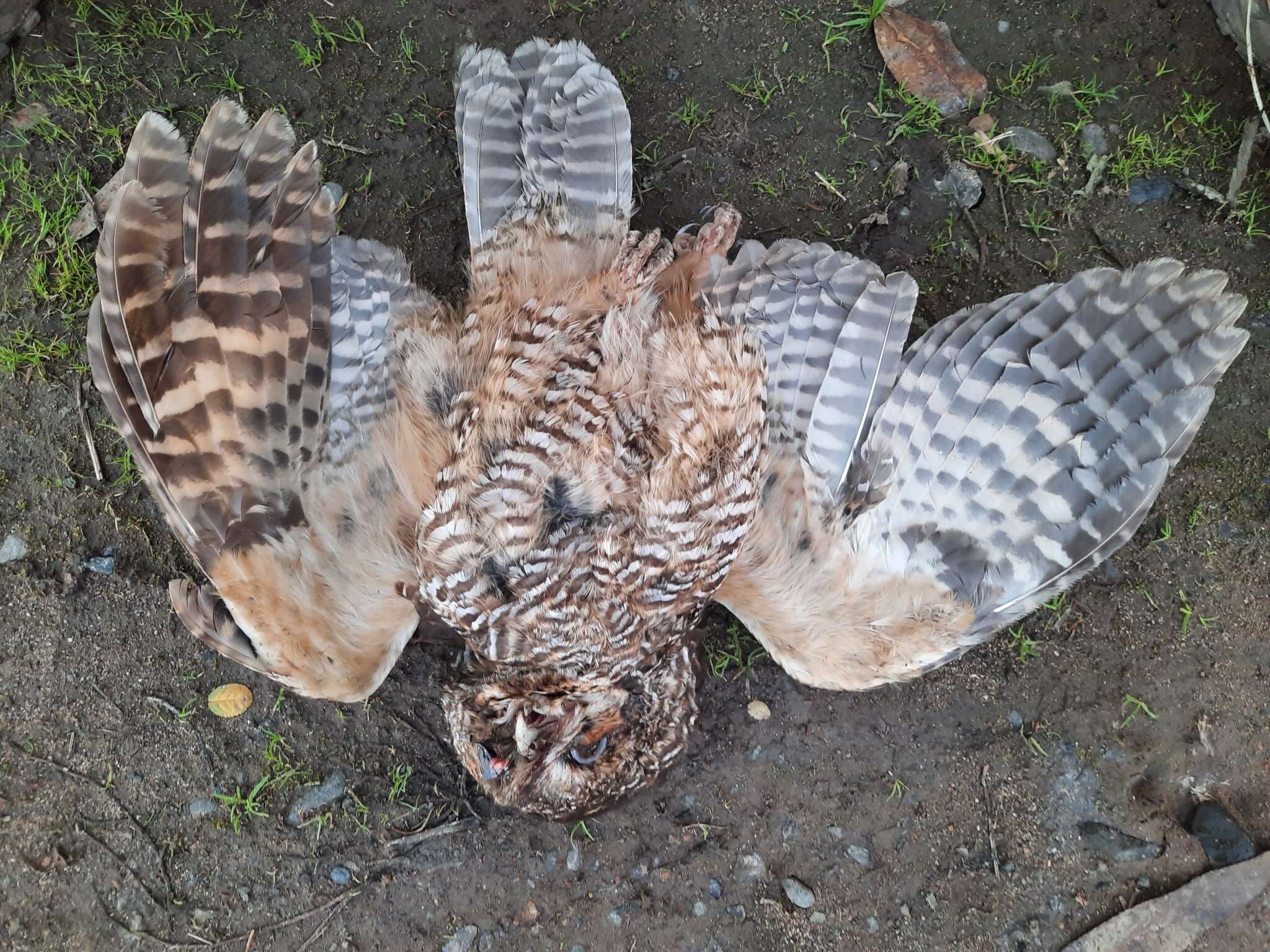 Image of Rufous-legged Owl