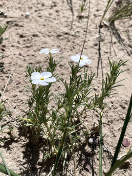 Imagem de Phlox andicola E. Nelson