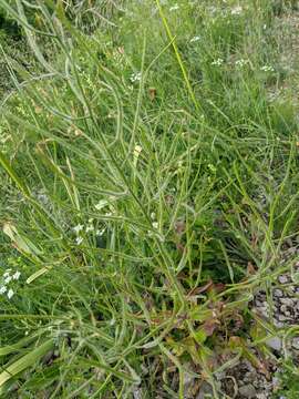 Image of Hesperis steveniana DC.