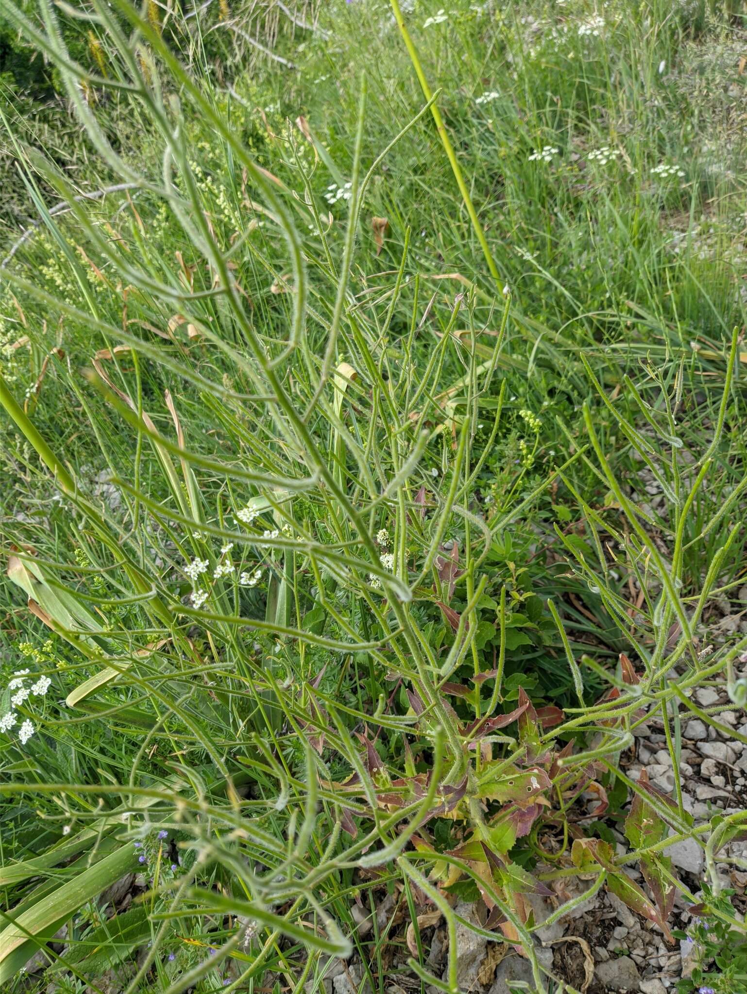 Слика од Hesperis steveniana DC.