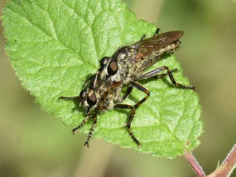 Plancia ëd <i>Tolmerus cingulatus</i>