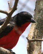 Image of Crimson-breasted Gonolek