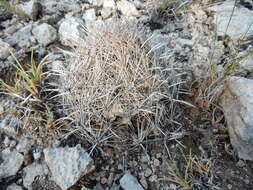 Image of pineapple cactus