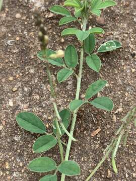 Plancia ëd Indigofera subulata