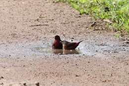 Image of Black-bellied Firefinch