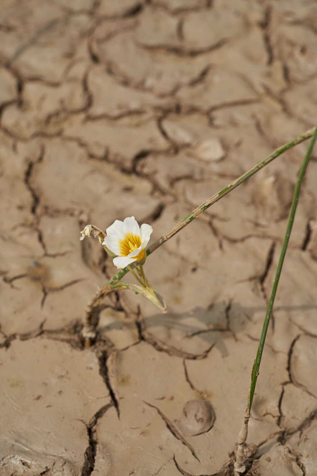 Image of Romulea aquatica G. J. Lewis