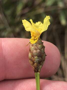 Image of Small's yelloweyed grass