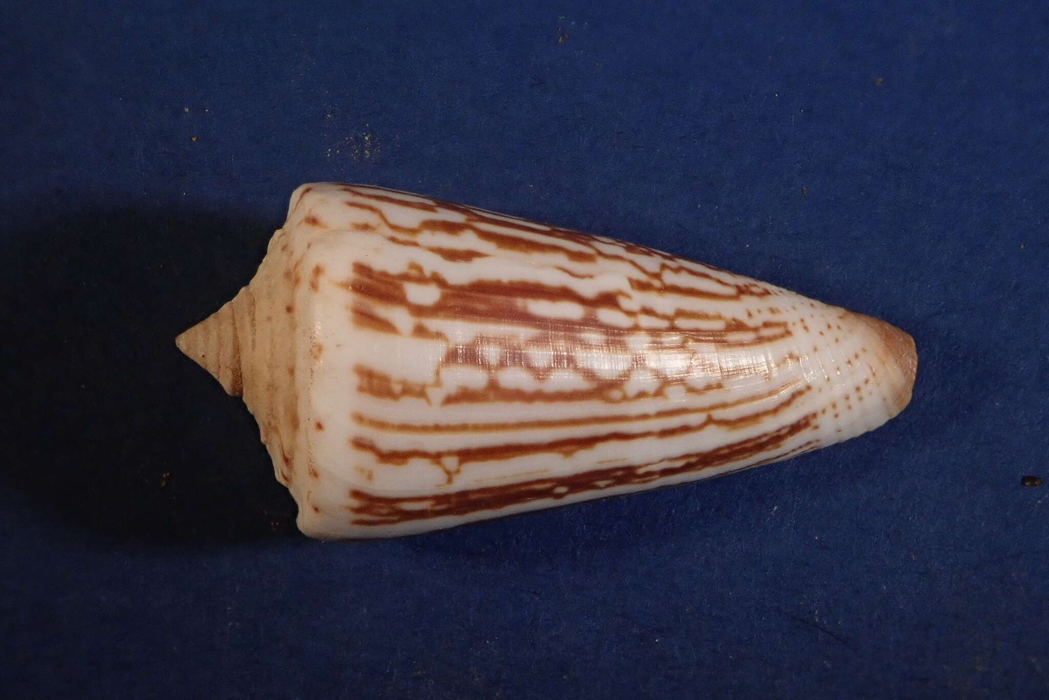 Image of Conus furvus Reeve 1843