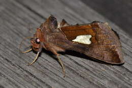 Autographa bractea Schiffermüller 1776 resmi