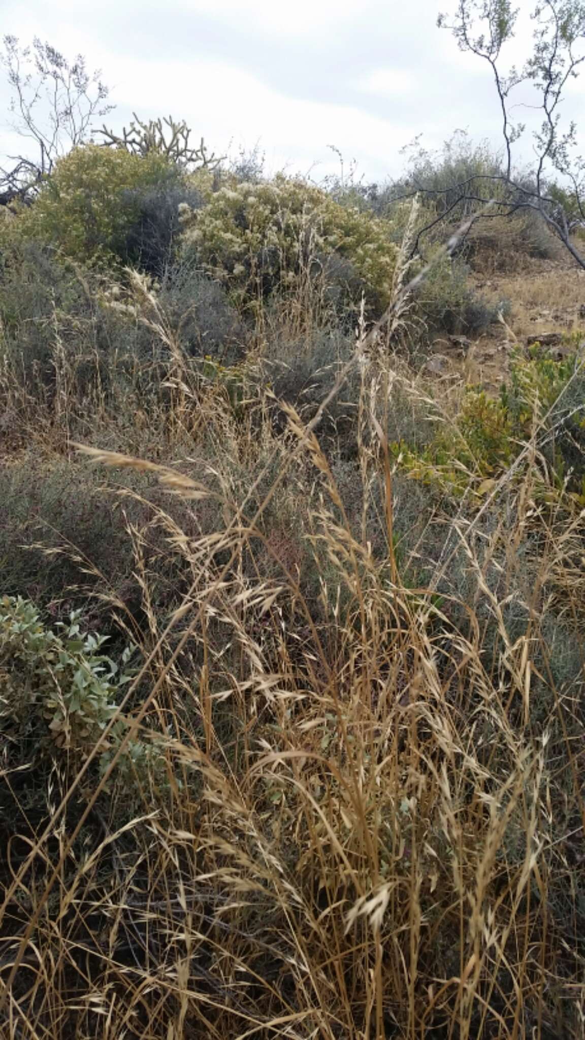 Image of Arizona brome