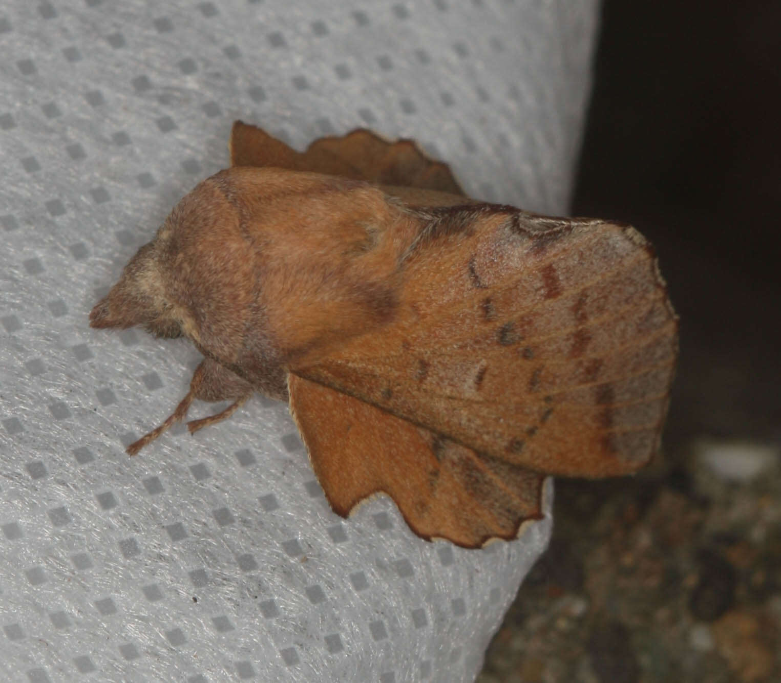 Image of American Lappet Moth