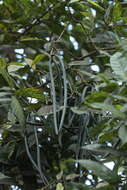 Image of Wrightia tinctoria R. Br.