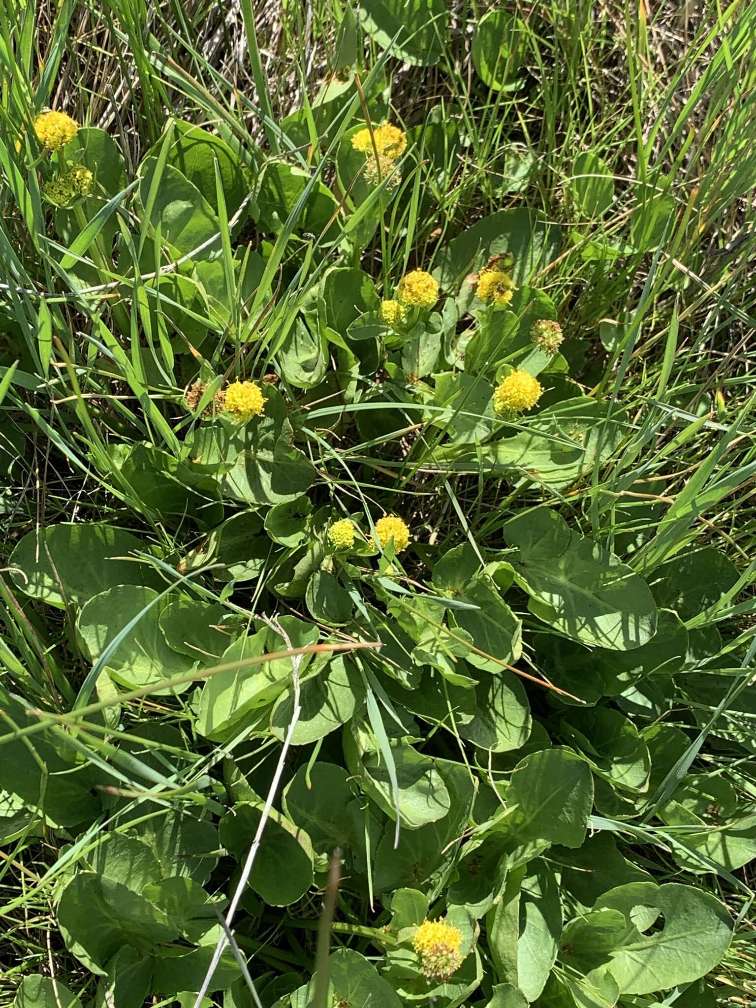 Image of adobe snakeroot