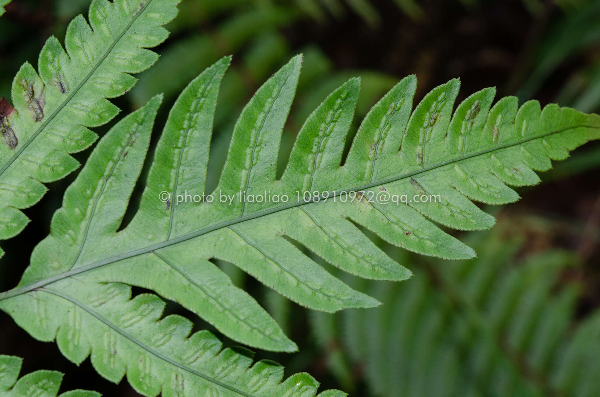 Image of Woodwardia japonica (L. fil.) Sm.