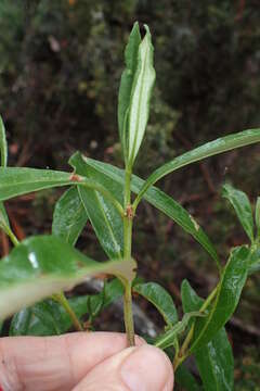 Image of viscid daisybush