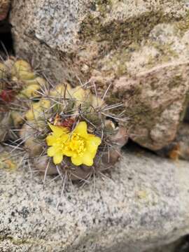 Image de Copiapoa humilis subsp. humilis