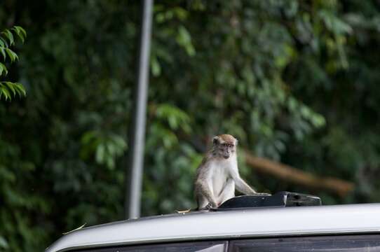 Image of Long-tailed Macaque