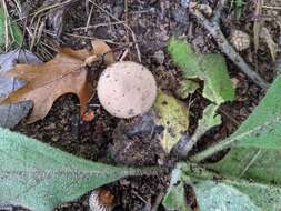 Image of Lycoperdon mauryanum Pat. ex Demoulin 1972