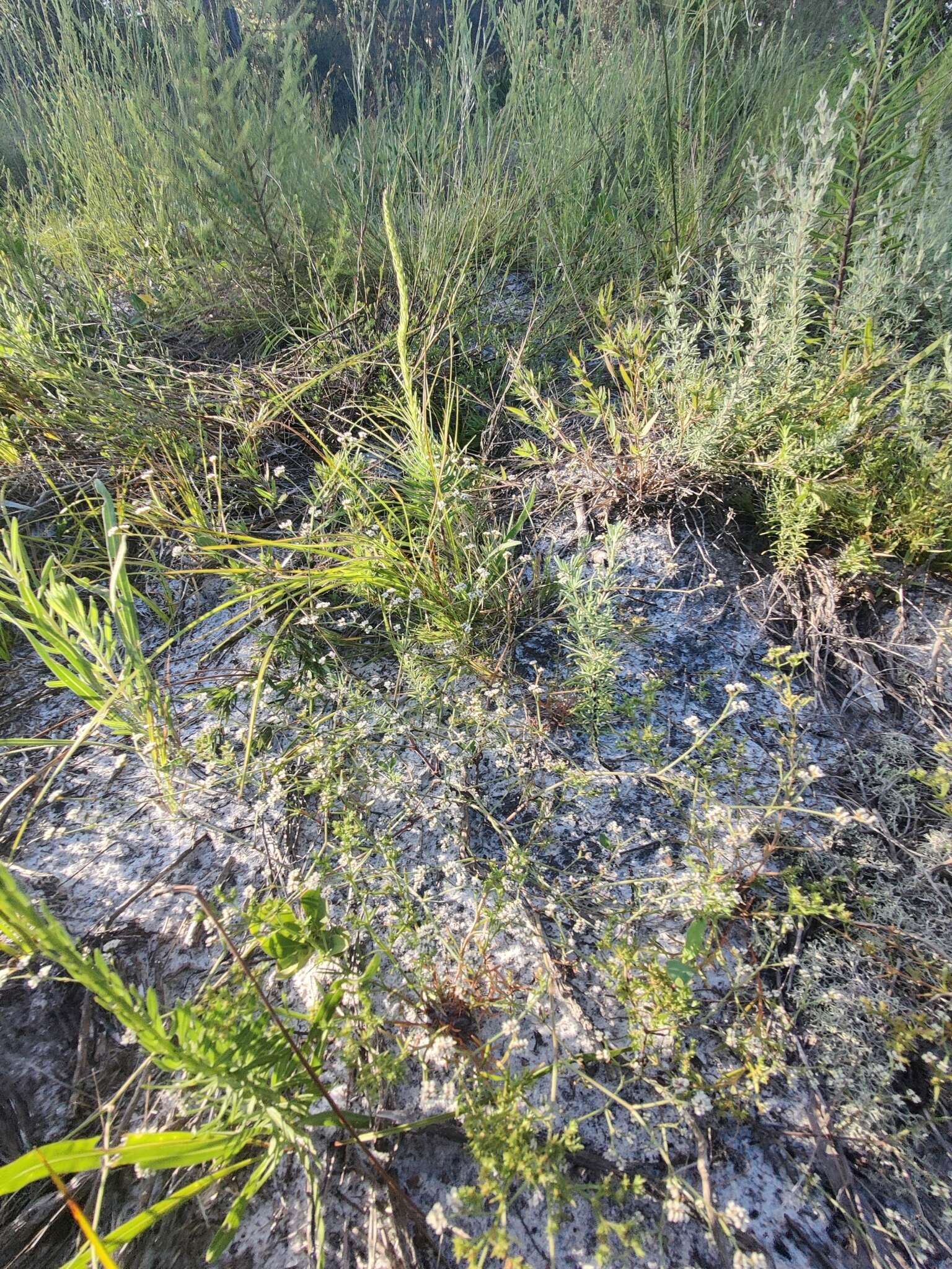 Image of pineland nailwort