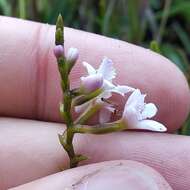 Imagem de Epidendrum fimbriatum Kunth