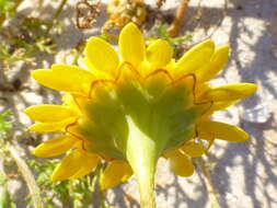 Image of Cotula duckittiae (L. Bolus) K. Bremer & C. J. Humphries