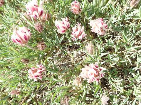 Image of Uinta Clover