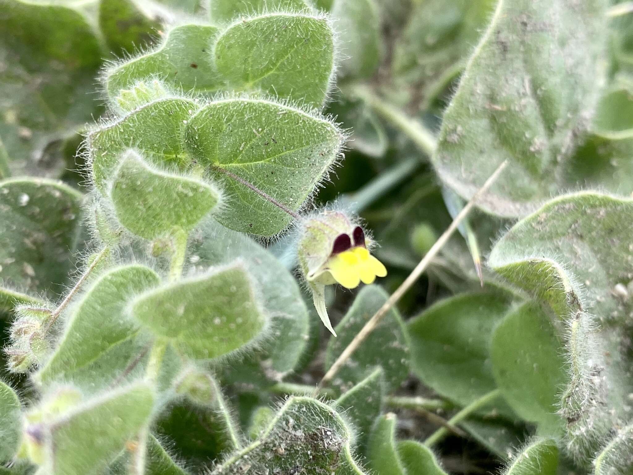 Image of Kickxia spuria subsp. integrifolia (Brot.) R. Fernandes