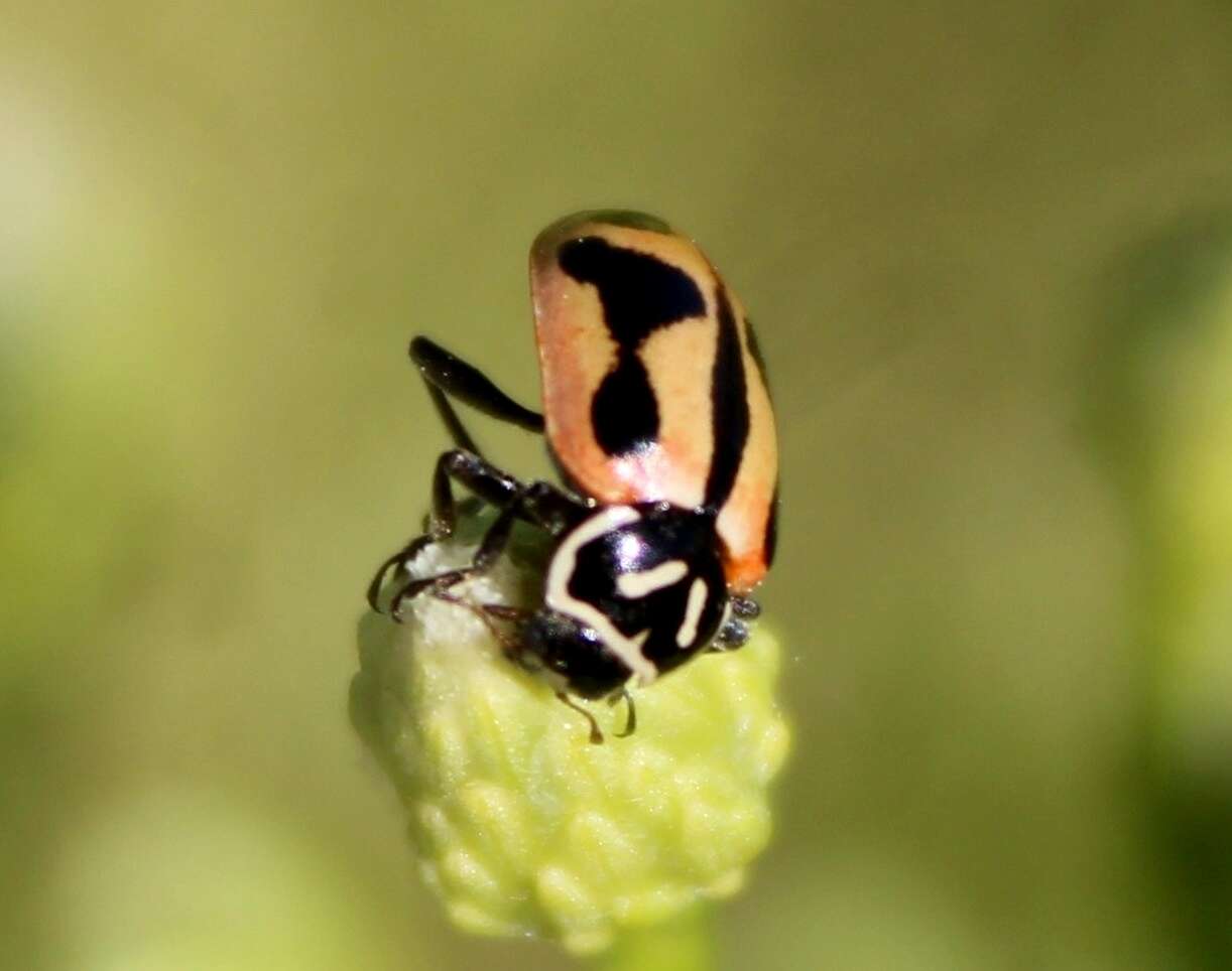 Image of Hippodamia sinuata crotchi Casey 1899