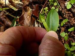 Imagem de Chiloglottis cornuta Hook. fil.