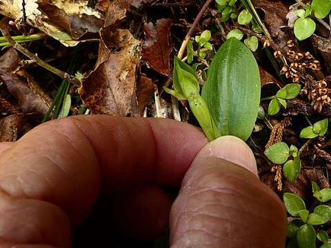 Chiloglottis cornuta Hook. fil. resmi