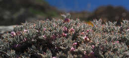 Imagem de Astragalus cruentiflorus Boiss.