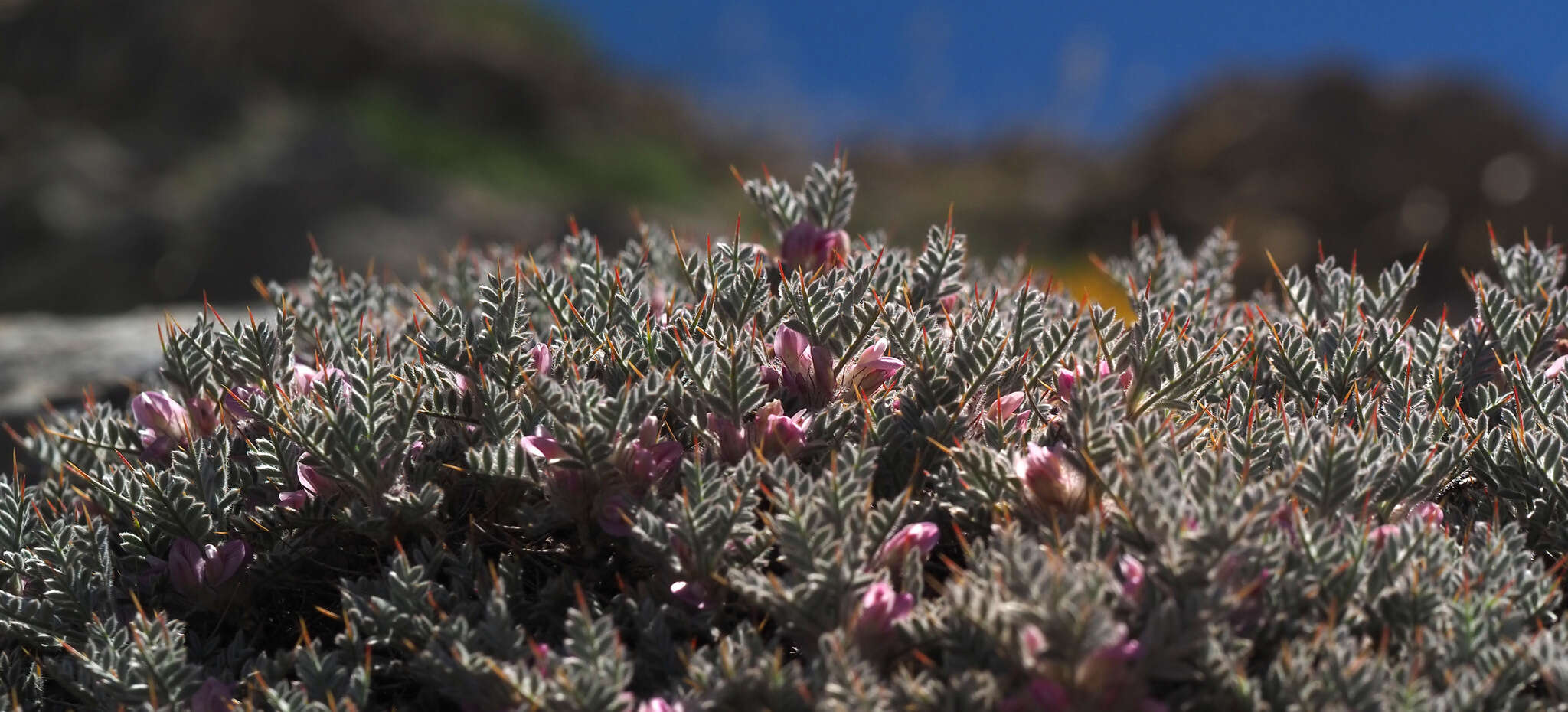 Imagem de Astragalus cruentiflorus Boiss.