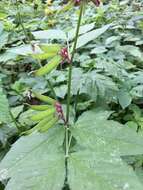 صورة Vicia oroboides Wulfen