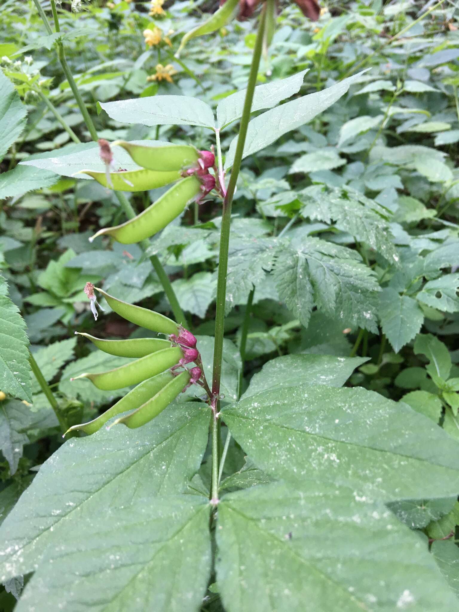 صورة Vicia oroboides Wulfen