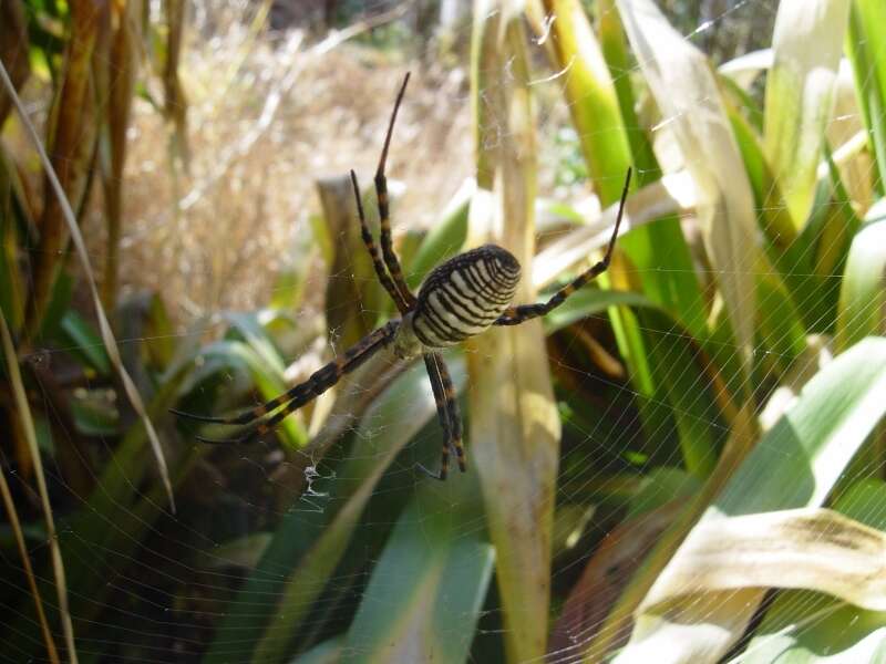 Image of Banded Argiope