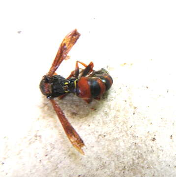 Image of <i>Polistes <i>humilis</i></i> humilis